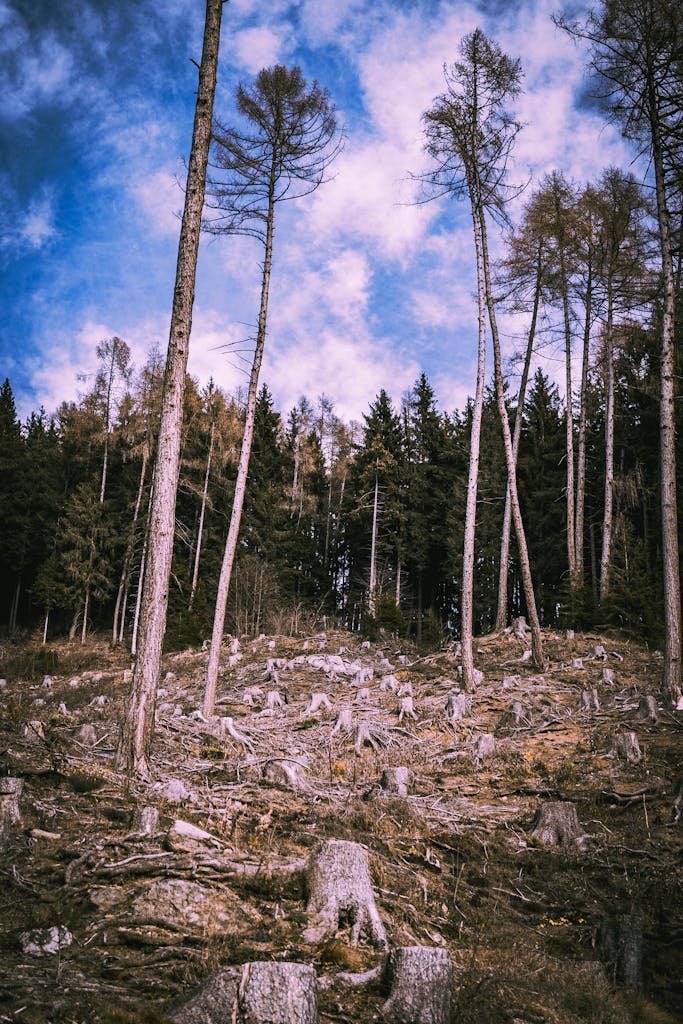Deforested landscape with tree stumps under a clear blue sky, highlighting environmental impact.