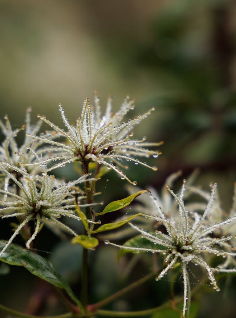 Delicate clematis flowers adorned with dewdrops in a lush green setting.