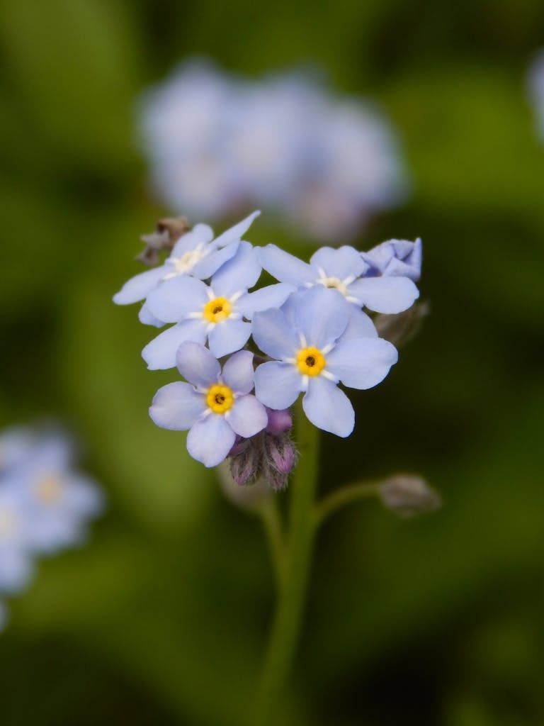 Delicate forget-me-not flowers showcasing their vibrant blue petals in a natural setting.