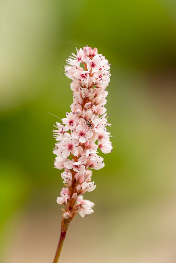Delicate pink knotweed flowers in full bloom against a natural green backdrop.