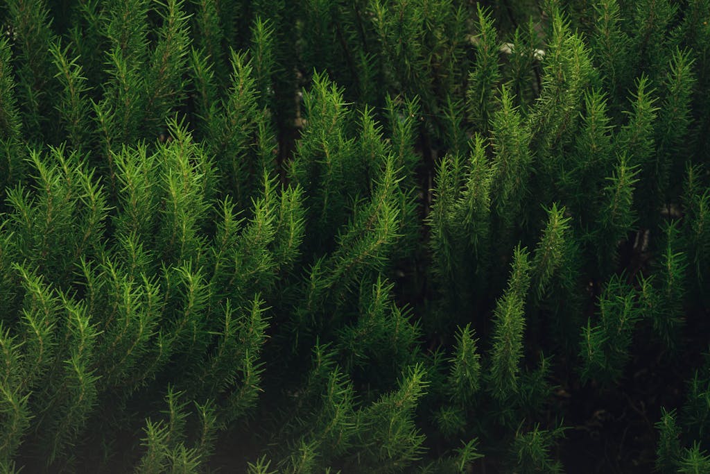 Dense growth of rosemary plants showcasing their vibrant green color and needle-like leaves.