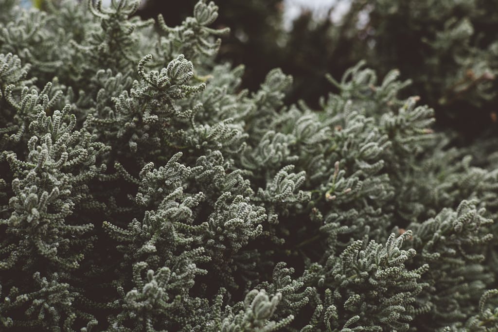 Desaturated close-up of lavender cotton foliage highlighting its intricate texture and lush growth.