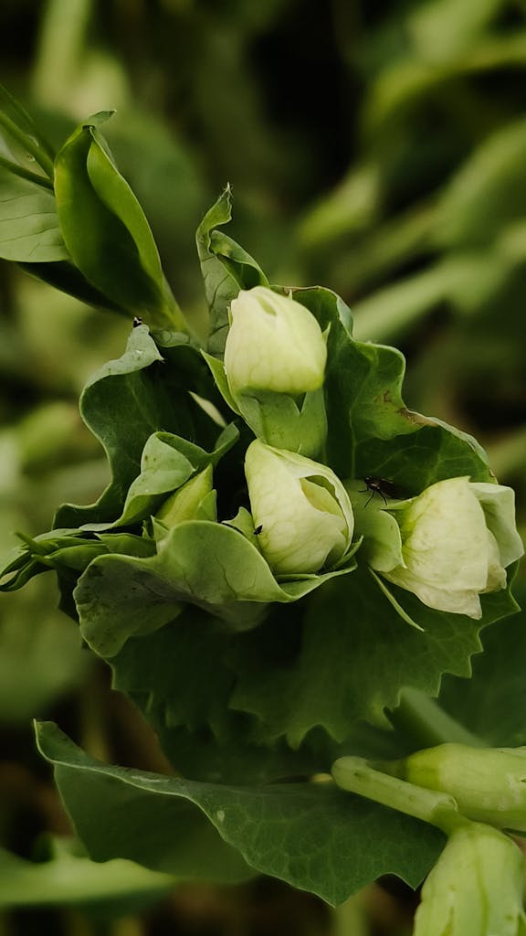 Detailed close-up of a green pea plant showing its fresh blooms and foliage.