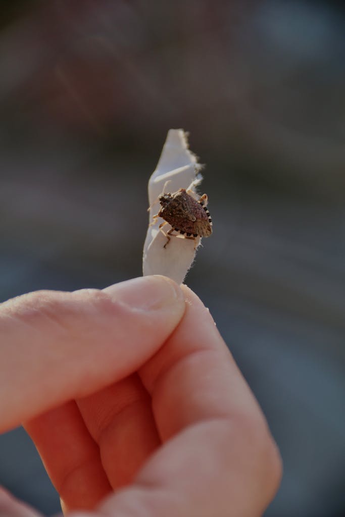 Detailed image of a stink bug held gently on a paper strip, showcasing bug anatomy.