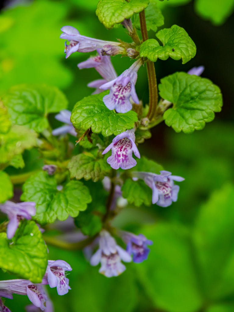 Detailed image of Creeping Charlie (Glechoma hederacea) with vibrant purple flowers and green leaves.
