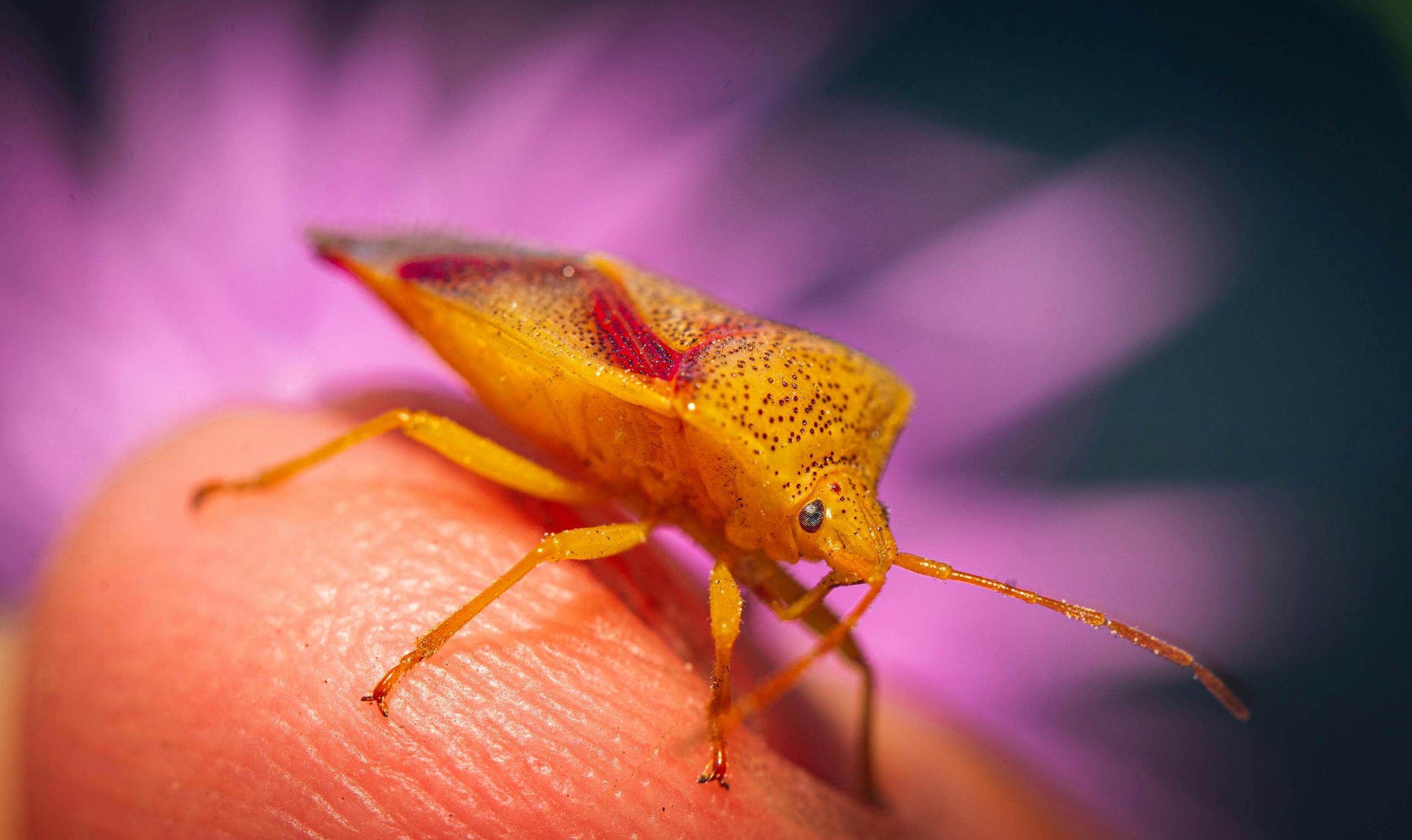 Detailed macro shot of a yellow stink bug on a human finger with a purple flower background.