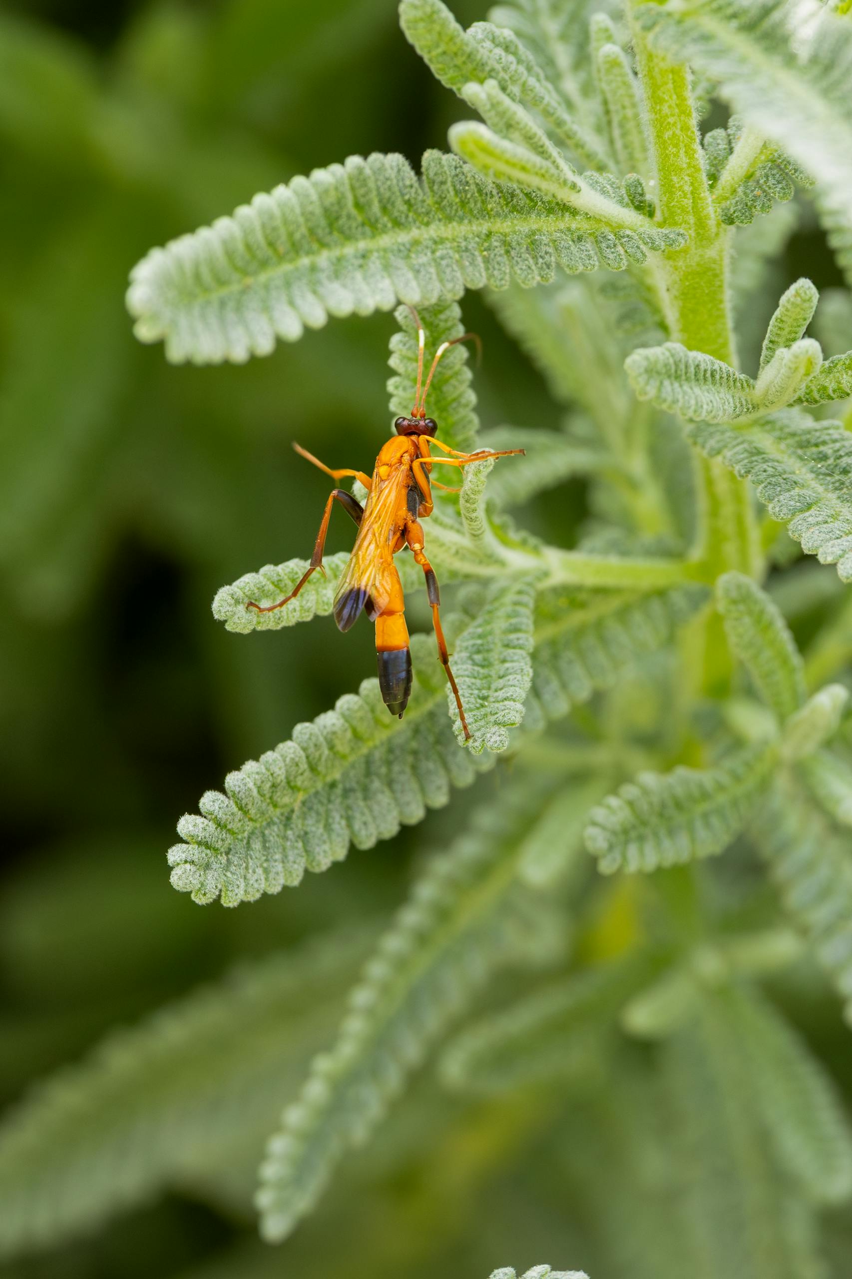 Detailed macro shot of an orange wasp perched on green fern leaves in Campbelltown, Australia.