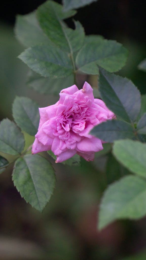 Detailed shot of a blooming pink rose with green leaves in natural light.