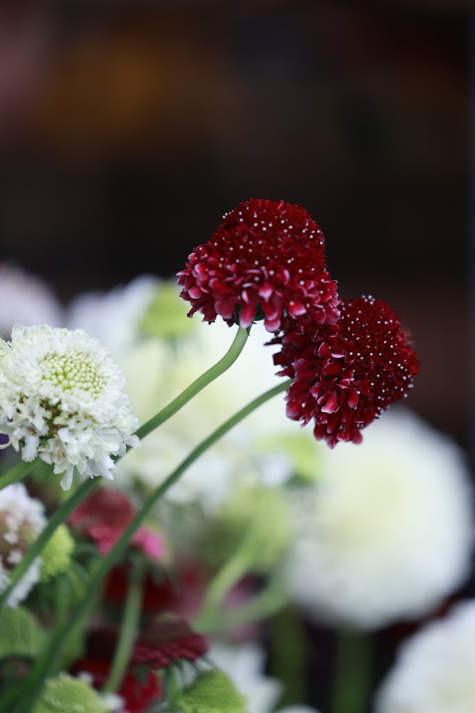 Detailed view of burgundy and white Scabiosa flowers with a soft bokeh background.