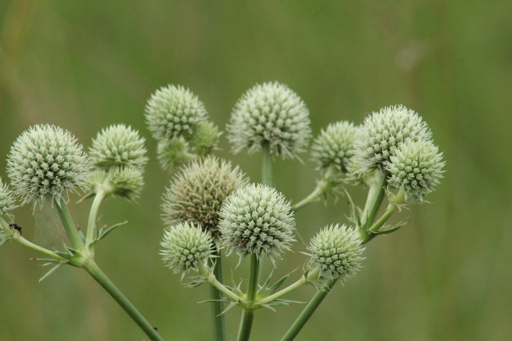Detailed view of Eryngium flowers with spiky white heads against a green backdrop.
