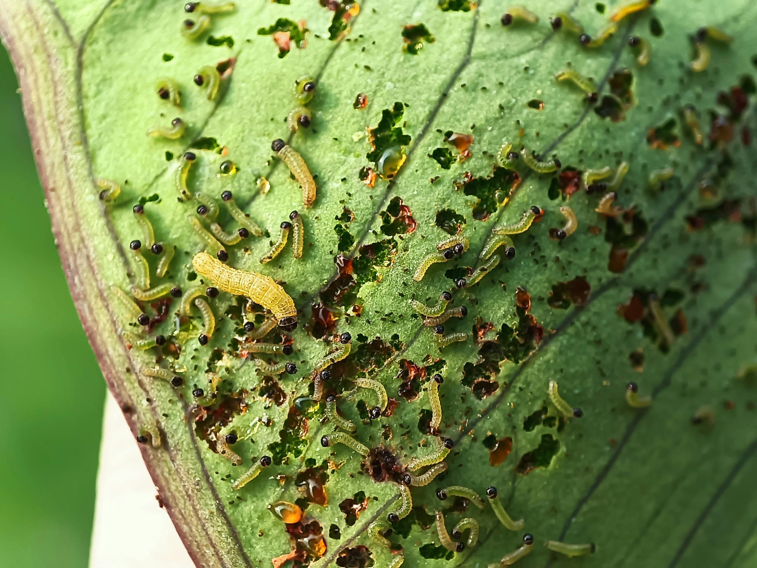 Detailed view of insect larvae feeding on a leaf, highlighting nature's ecosystem.