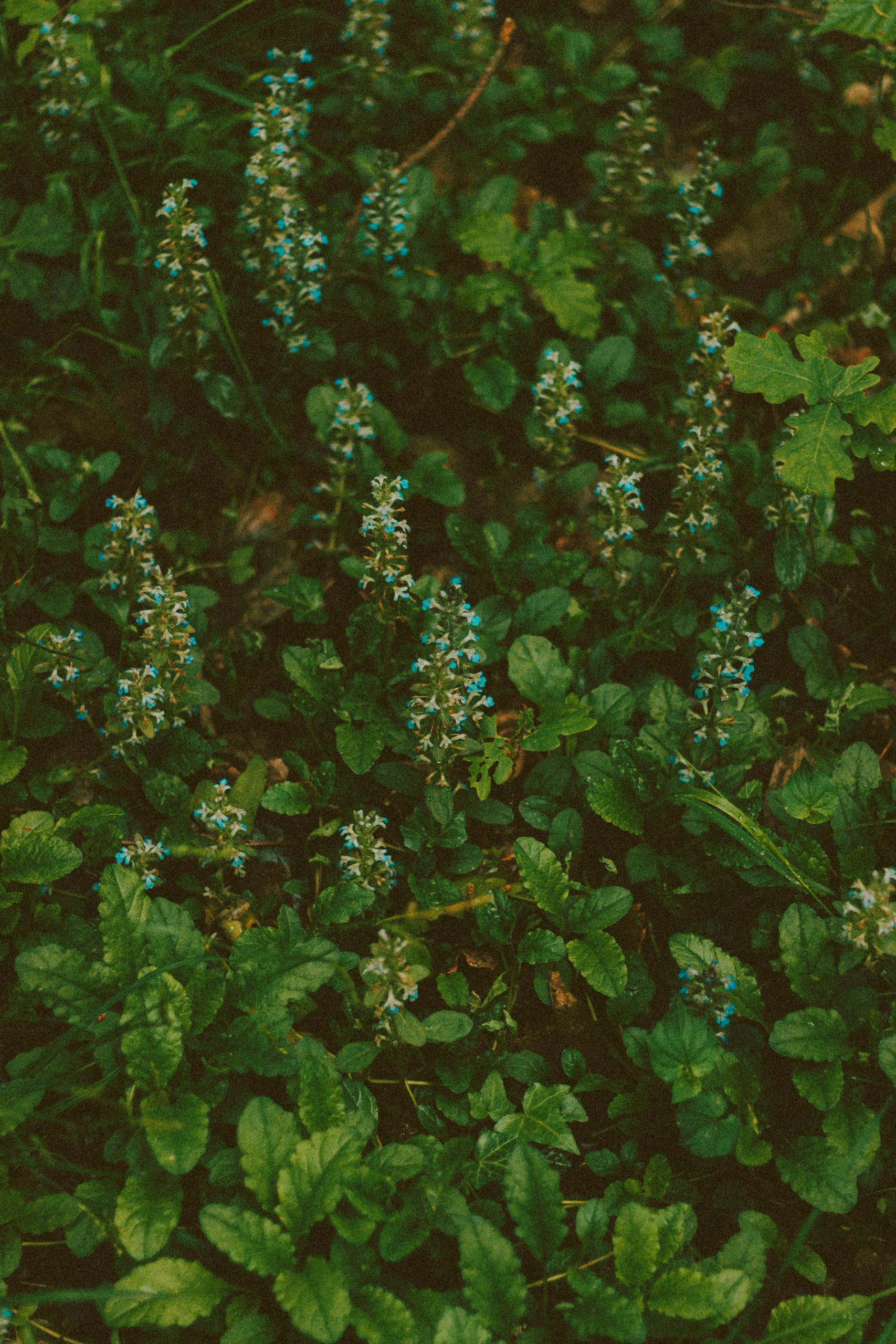 Detailed view of tiny blue flowers amidst lush green foliage outdoors.
