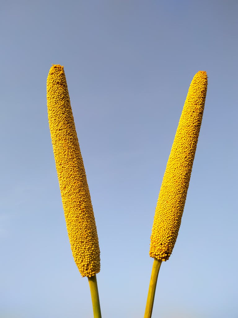 Detailed view of two sorghum stalks with seeds against a clear blue sky in rural India.