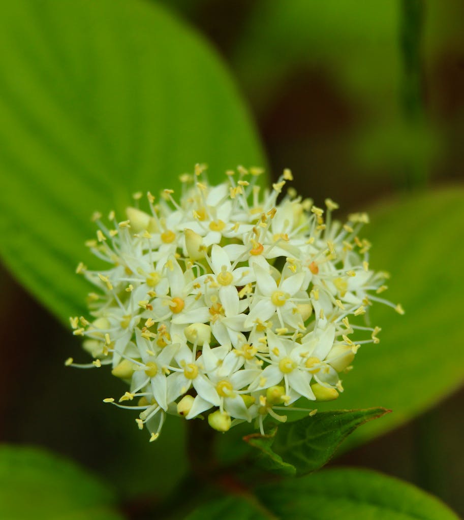 Detailed view of white dogwood flowers with green foliage in a natural setting.