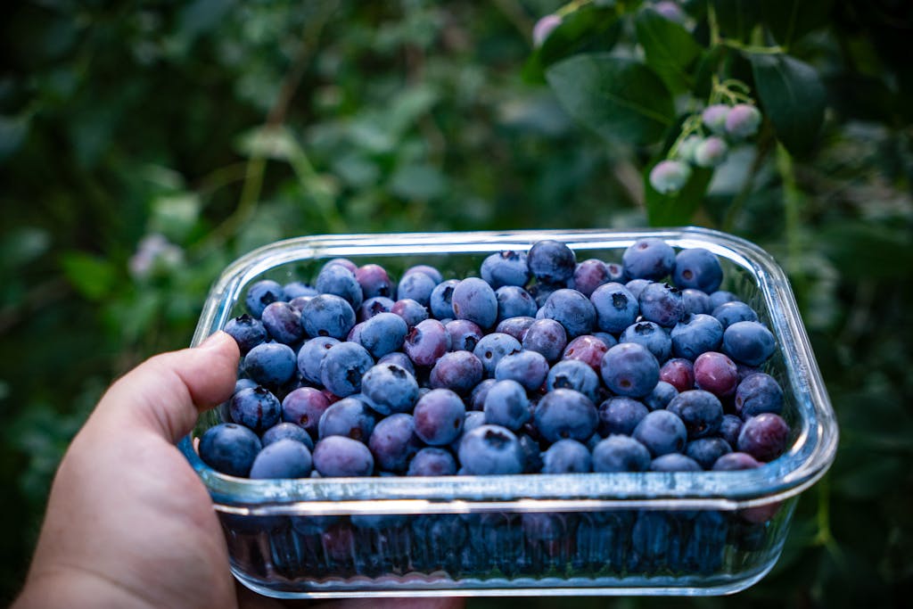 Hand holding freshly picked blueberries in a glass container outdoors.