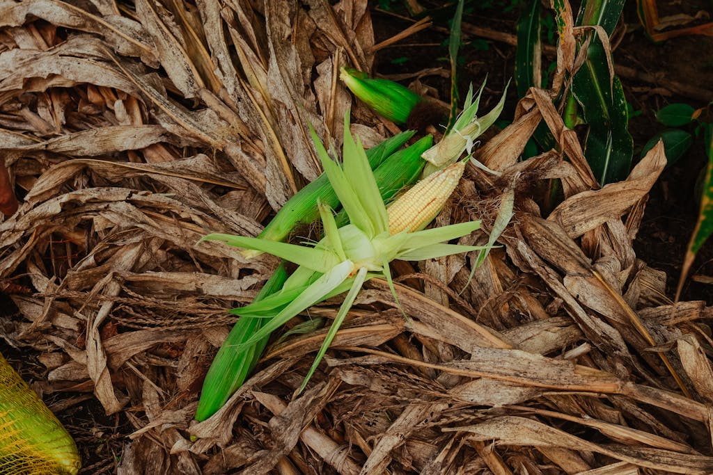Image of fresh corn with husks amidst dried leaves on the farm showcasing natural harvest.
