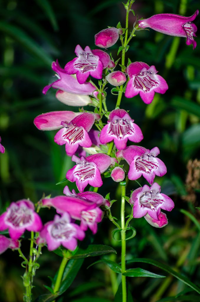Lively pink Penstemon flowers captured in a lush green garden setting.