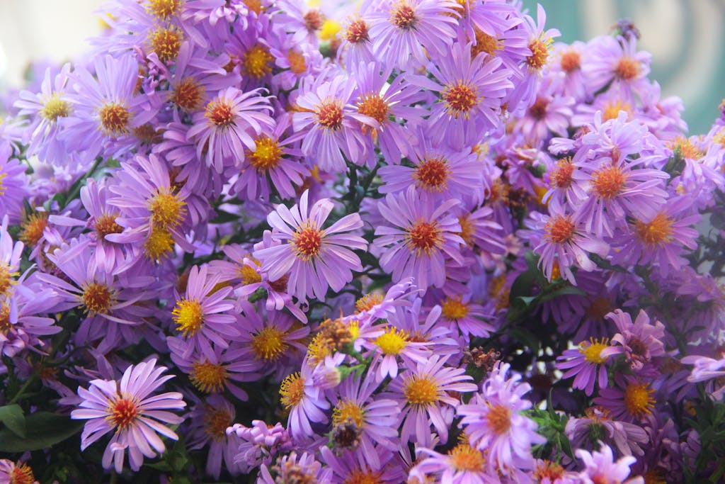 Lush cluster of vivid purple aster flowers with yellow centers in full bloom outdoors.