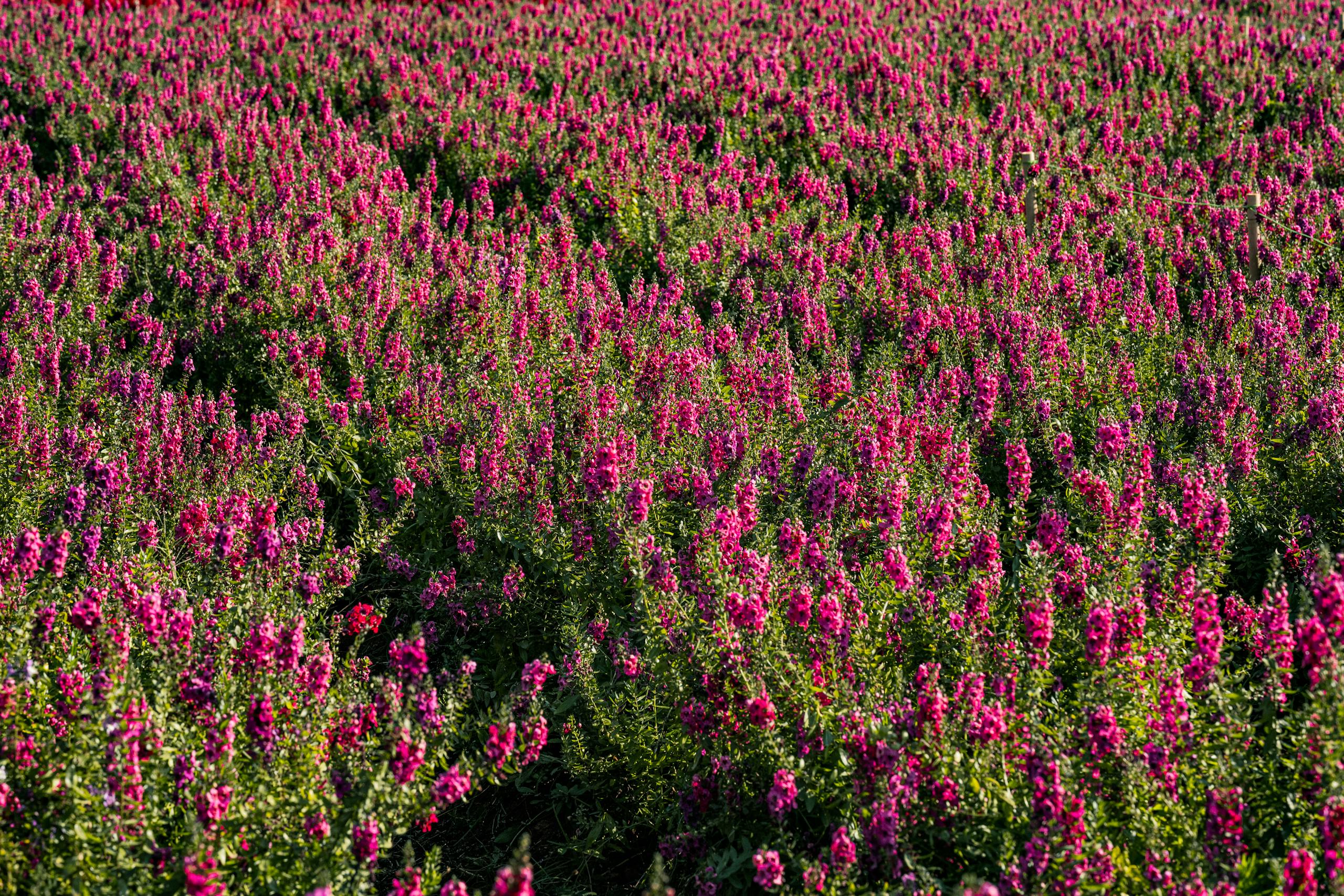 Lush field of bright purple flowers in full bloom under the daytime sun in Thailand.