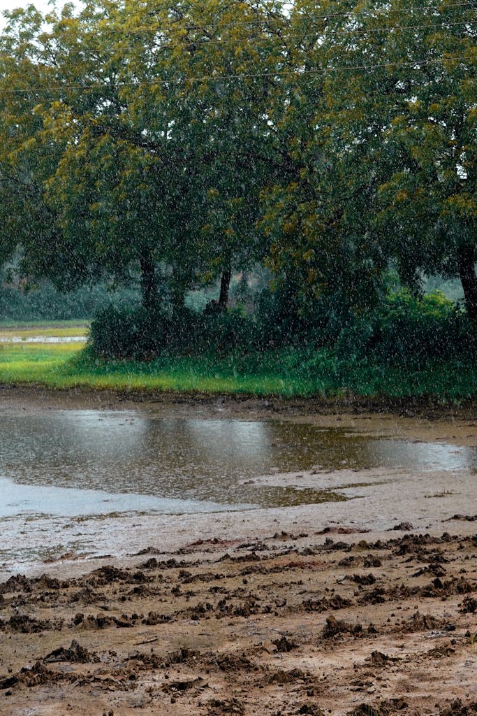 Lush green landscape during rainfall in Sanand, showcasing vibrant nature and calm atmosphere.