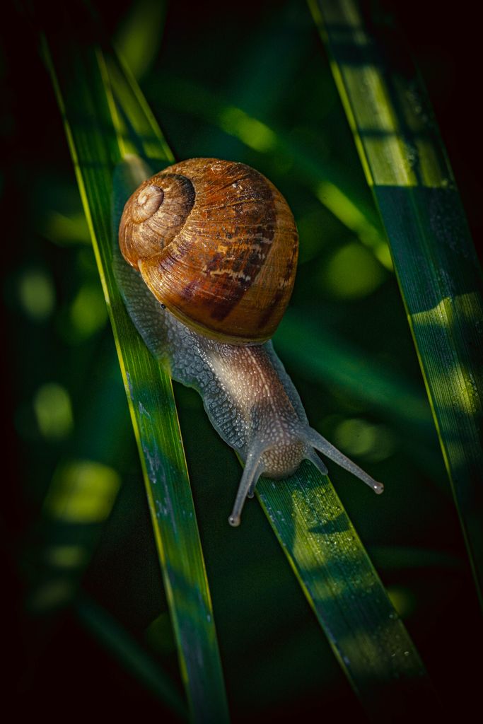 Macro image of a garden snail on lush green leaves, showcasing natural beauty and subtle details.