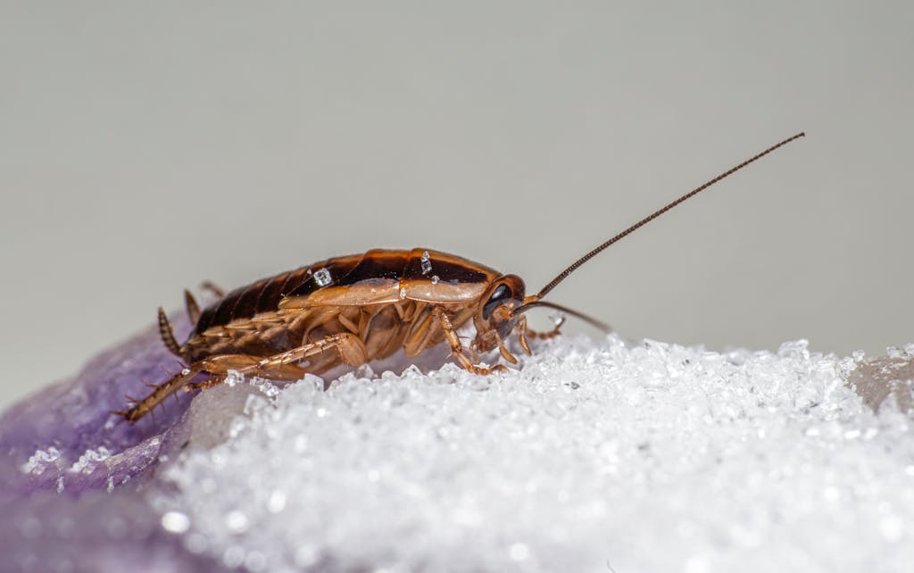 10 Creepy Winter Pest Mistakes That Could Turn Your Home Into a Bug and ...