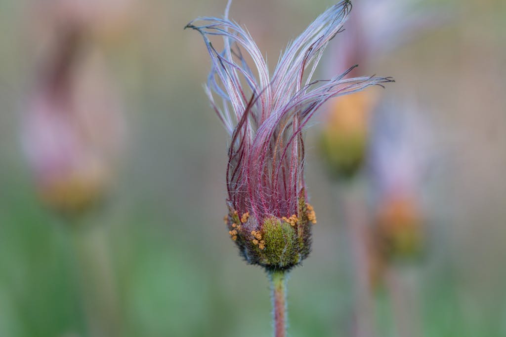 Macro shot of Prairie Smoke flower with delicate pink and white filaments.
