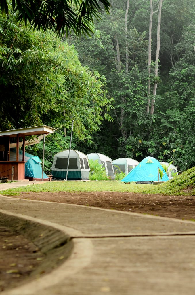 Peaceful camping area with colorful tents surrounded by lush green trees in a forest setting.