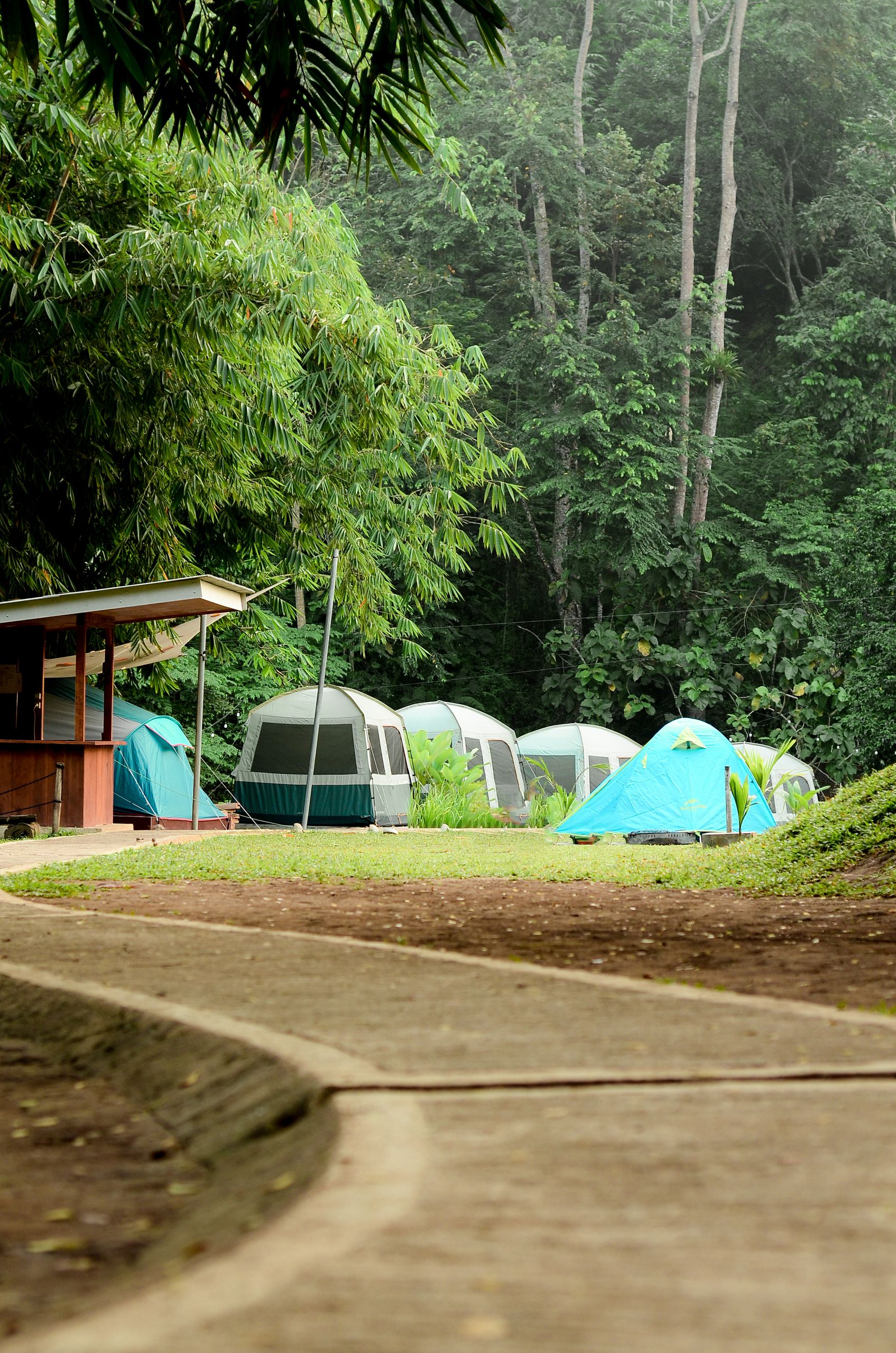 Peaceful camping area with colorful tents surrounded by lush green trees in a forest setting.