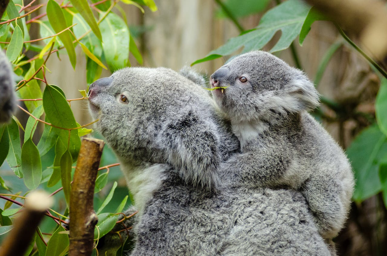 Stop Removing These 7 Animals From Your Home; It Could Be Illegal