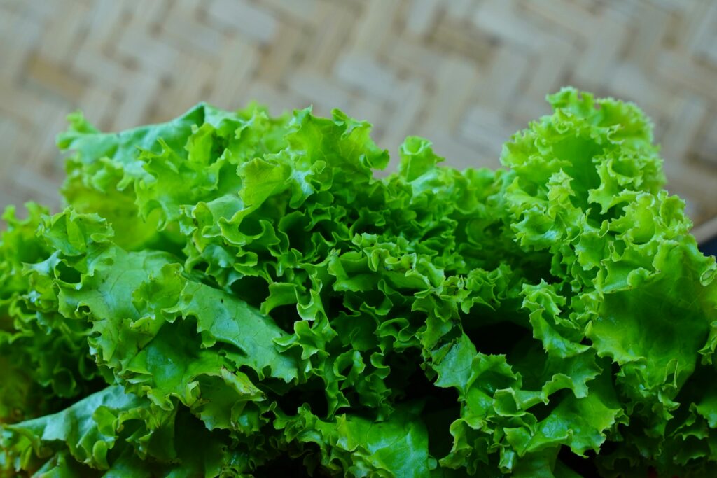 close-up-of-fresh-crisp-green-lettuce-leaves