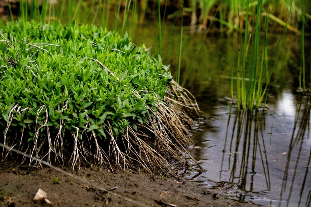 close-up-of-plants-on-the-shore