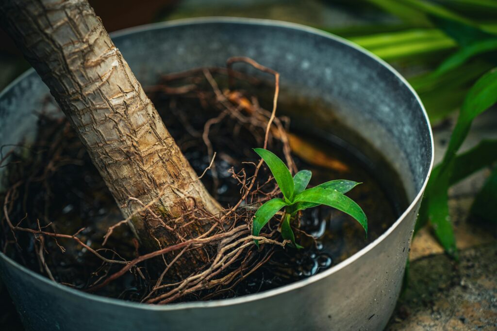 lose-up-of-a-potted-plant-with-roots-in-focus