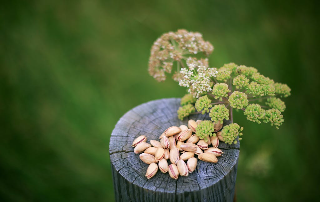 Pistachios and wildflowers atop a rustic wooden log with a blurred natural background in Türkiye.