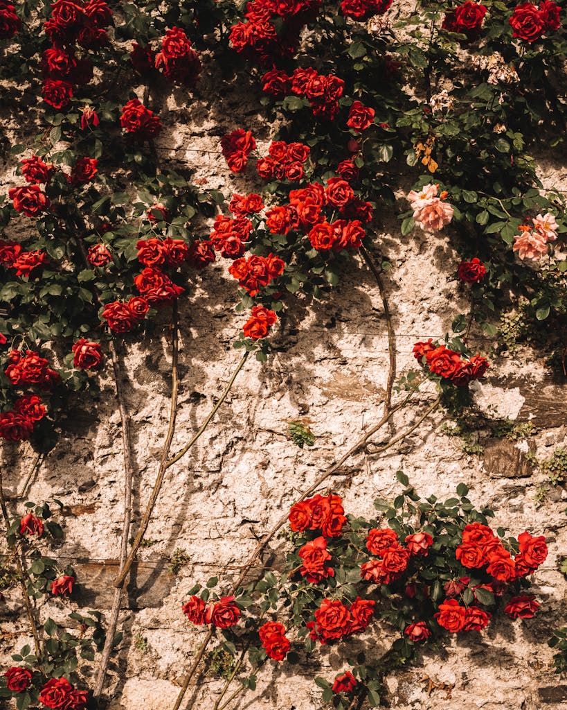 Red roses beautifully covering a stone wall in Stresa, Italy, showcasing nature's vibrant colors.