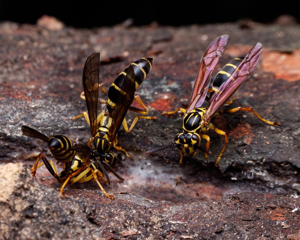 Three paper wasps on tree bark, showcasing their vibrant yellow and black markings.