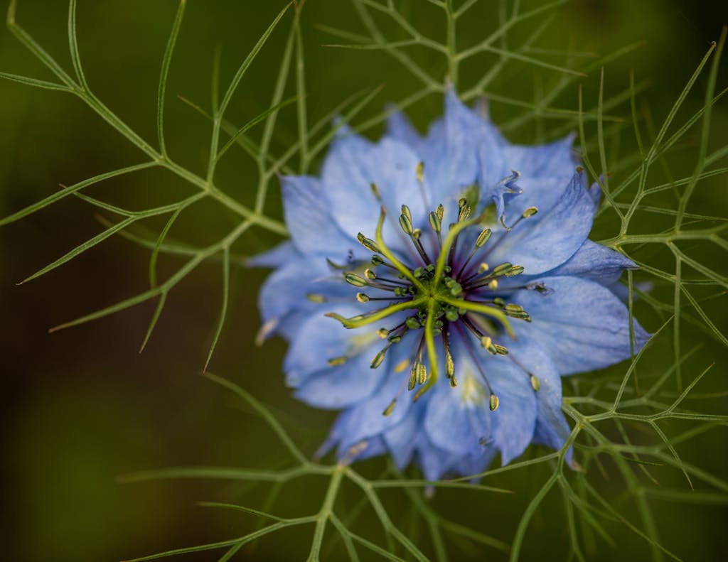 Top view of delicate nigella flower with blue petals and green twigs growing in forest on blurred background during blooming season