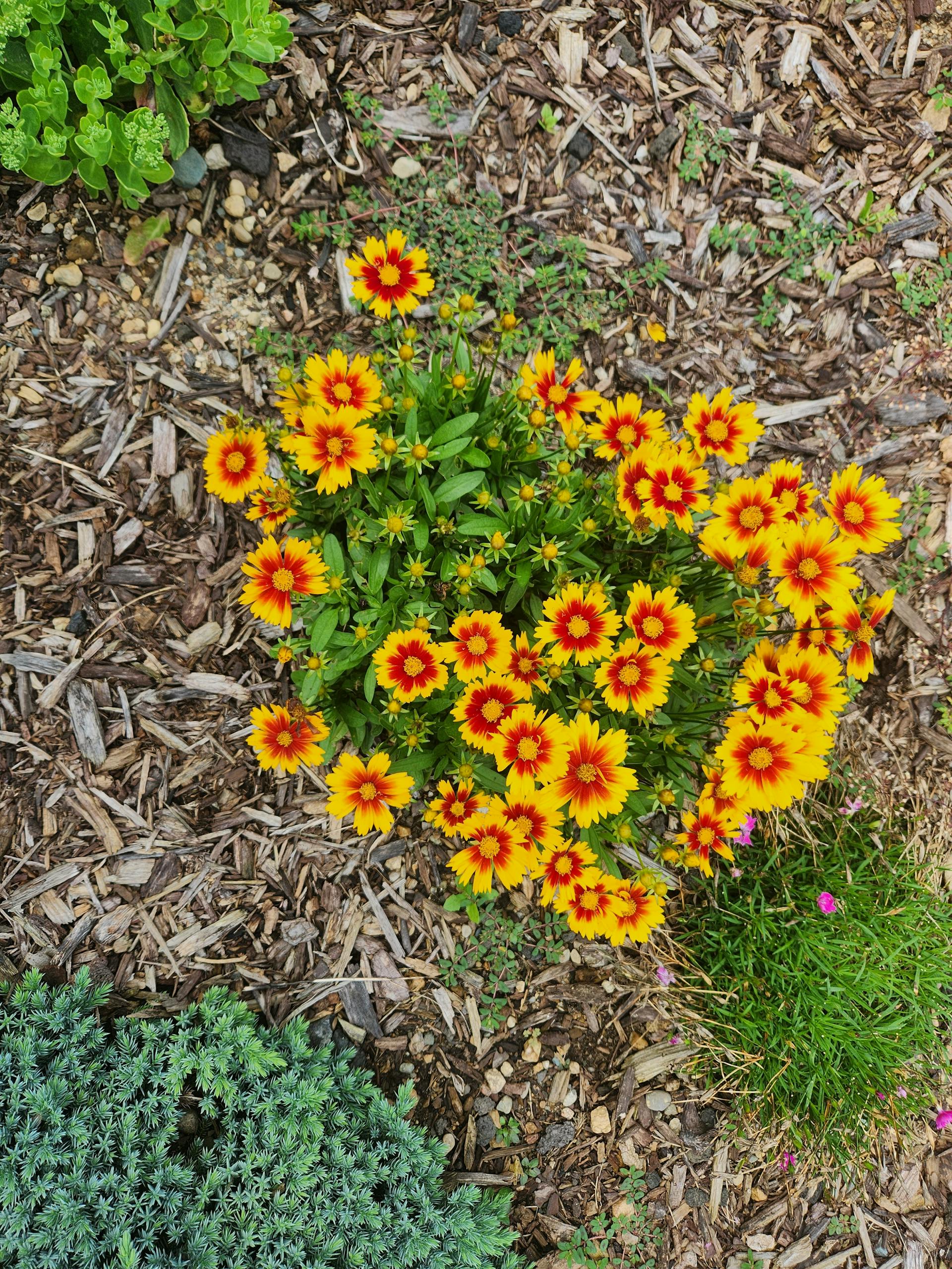 Top view of vibrant orange and yellow blanket flowers blooming in a garden setting.