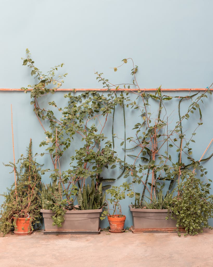 Vibrant green climbing plants in pots against a light blue wall, embodying growth and freshness.