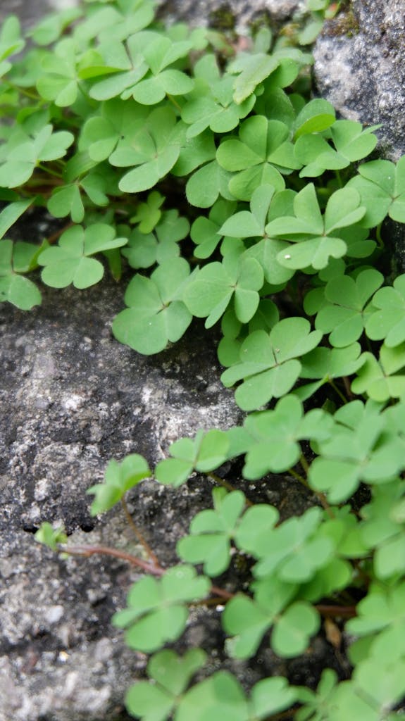 Vibrant green clover plants thriving on a rugged concrete surface.