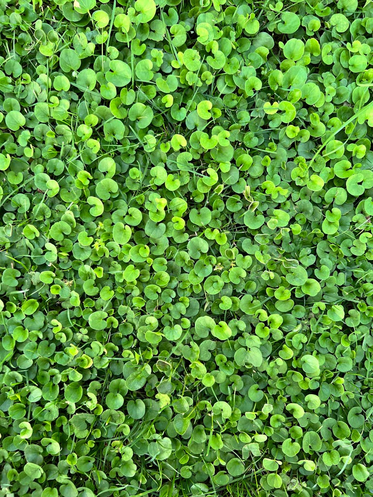 Vibrant green foliage forming a lush and dense natural texture.