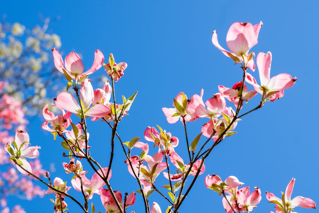 Vibrant pink dogwood blossoms in full bloom against a clear blue sky, capturing the essence of spring.