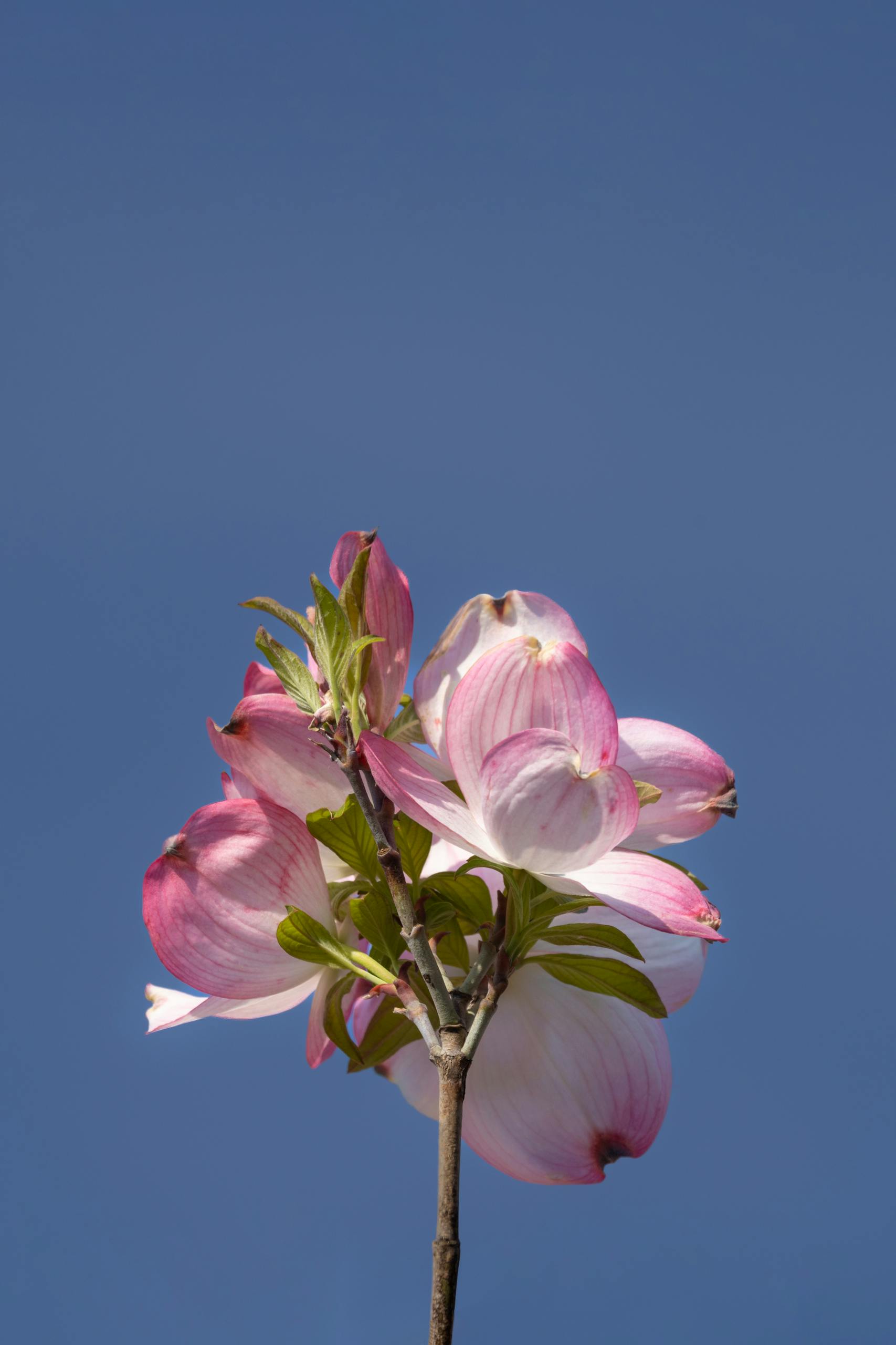 Vibrant pink dogwood flowers bloom under a clear blue sky in Southborough, MA.