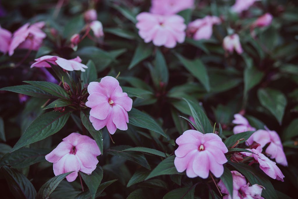 Vibrant pink impatiens bloom amidst lush green foliage outdoors.