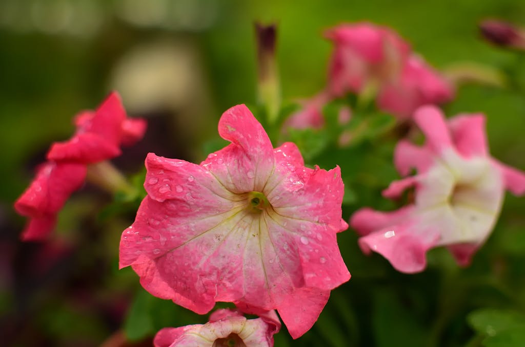 Vibrant pink petunias with water droplets, showcasing delicate petals and fresh green leaves.