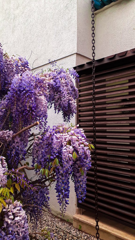 Vibrant wisteria blooms cascade in a courtyard, displaying stunning purple hues.