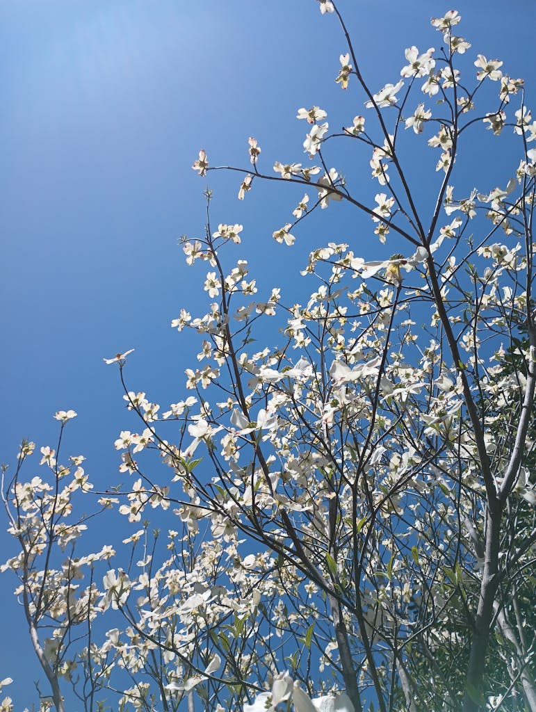 White dogwood blossoms in full bloom against a clear blue sky, signaling spring.
