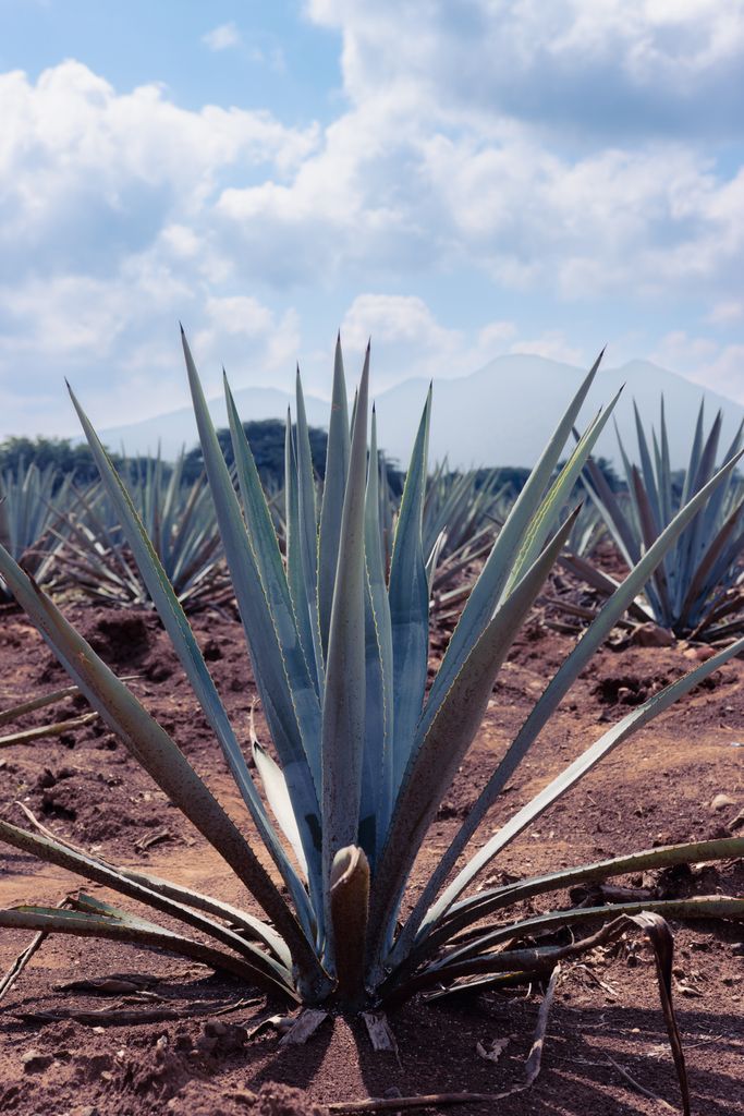 Wide shot of agave plants growing under a bright summer sky in rural Tequila, Mexico.