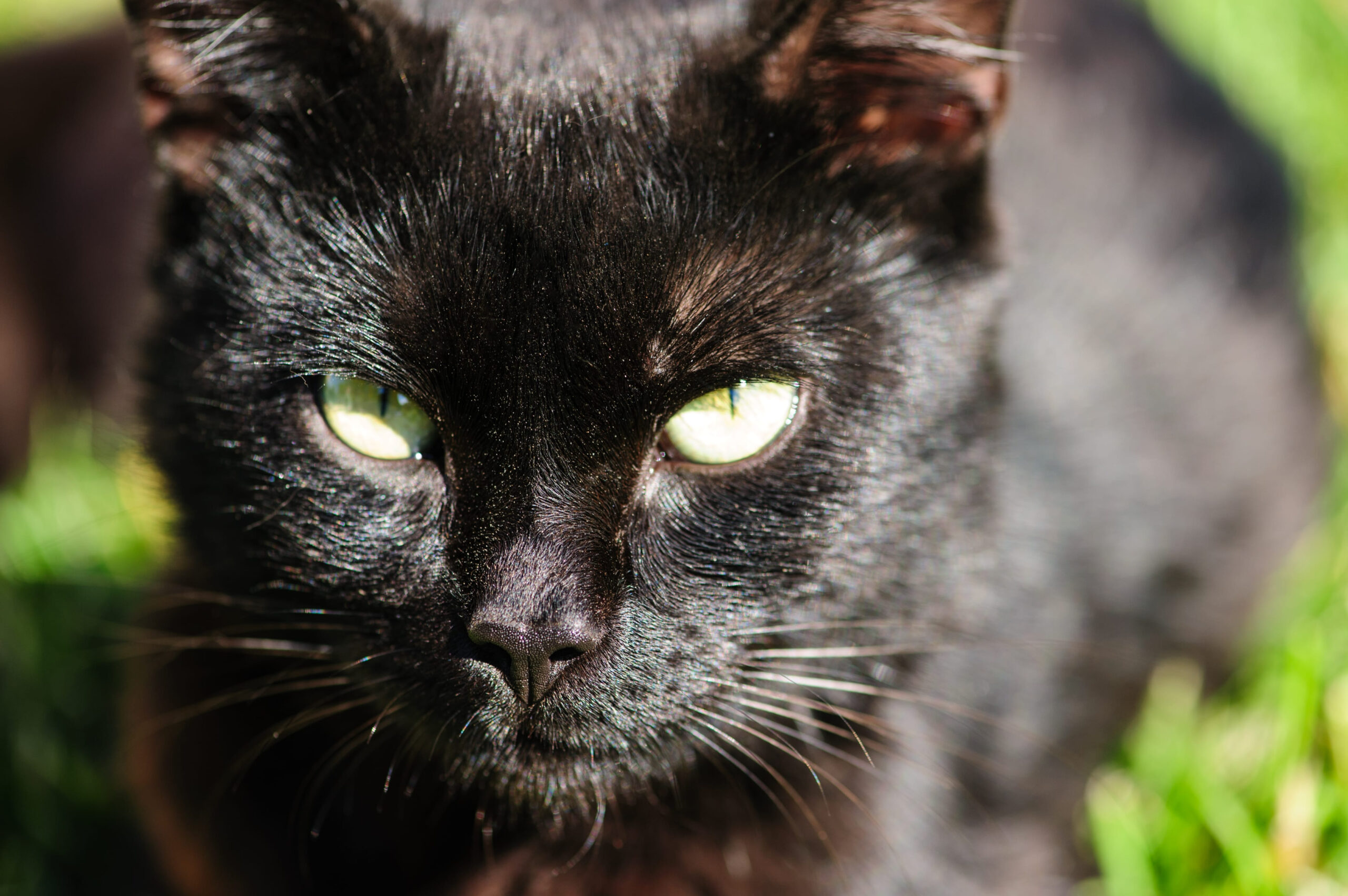 9 Myths Explaining Why Certain Animals Are Linked to Death
