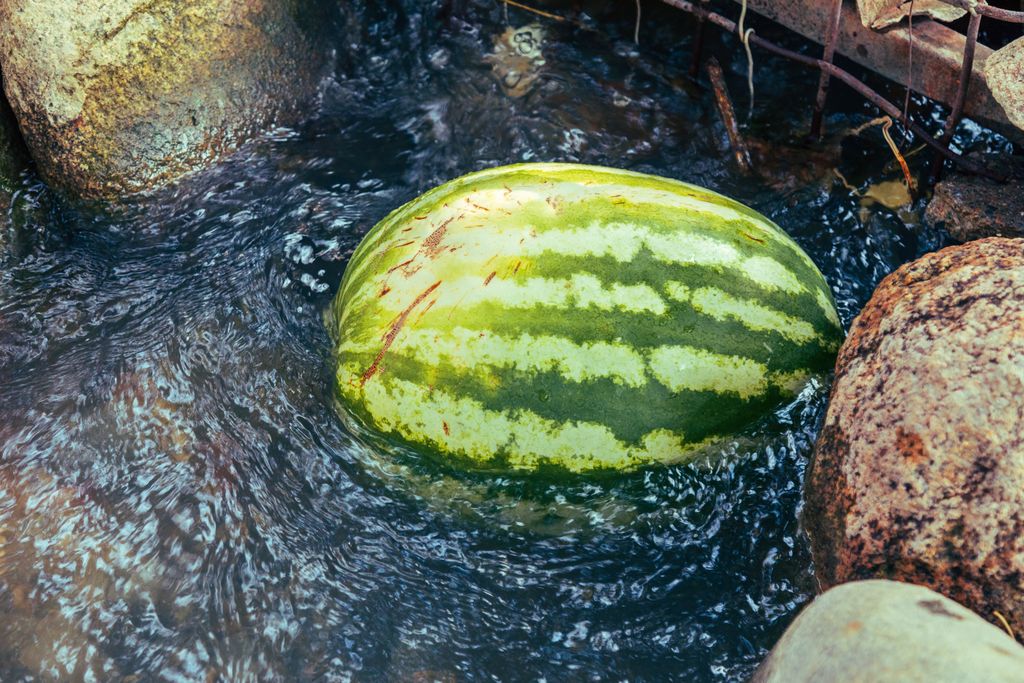 A close-up of a watermelon floating in a flowing stream surrounded by rocks.